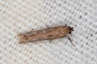 Rosetea rosetella