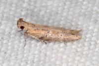 Rosetea rosetella