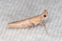 Rosetea rosetella
