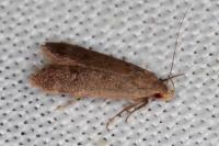 Anacampsis