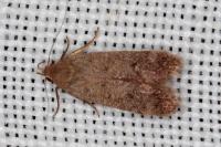 Anacampsis