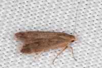 Anacampsis