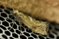 Acrolepiopsis marcidella