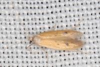 Epidola stigma