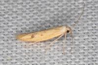 Epidola stigma