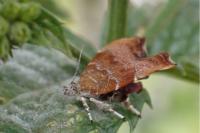 Choreutis nemorana