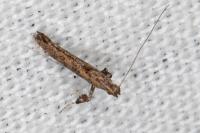 Caloptilia cuculipennella