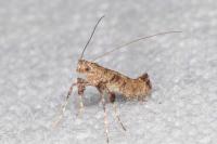 Caloptilia cuculipennella