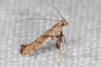 Caloptilia cuculipennella