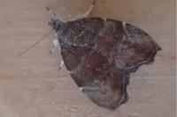 Choreutis nemorana