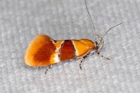 Epicallima bruandella
