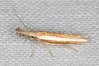 Pleurota aristella