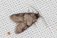 Penestoglossa dardoinella