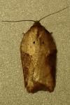 Acleris schalleriana