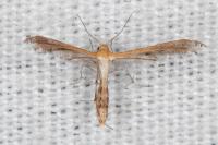 Stangeia siceliota