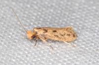 Anomalotinea liguriella