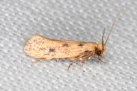 Anomalotinea liguriella