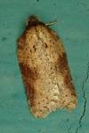 Acleris schalleriana