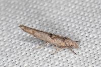Zelleria oleastrella