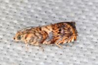 Pammene gallicolana