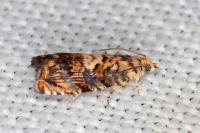Pammene gallicolana