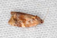 Ditula angustiorana