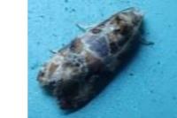 Lobesia botrana