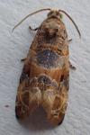 Lobesia botrana