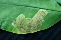 Leucoptera laburnella