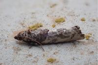 Phaneta pauperana