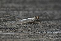 Parahyponomeuta egregiella