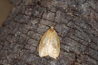 Acleris forsskaleana