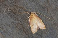 Carcina quercana