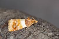 Epinotia festivana