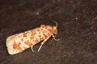 Lozotaeniodes formosana