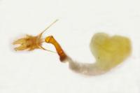 Rhyacionia pinicolana