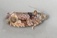Eudemis profundana