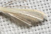Pterophorus ischnodactylus