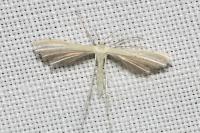Pterophorus ischnodactylus