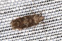 Carpatolechia decorella