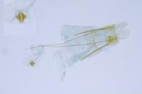 Carpatolechia decorella