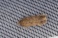 Bryotropha desertella