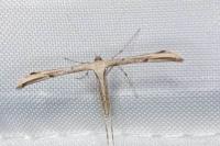 Emmelina monodactyla