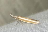 Pleurota aristella