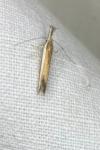 Pleurota aristella