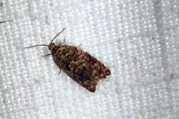 Gypsonoma minutana
