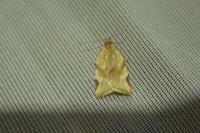 Paramesia gnomana