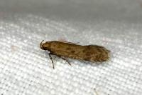 Pexicopia malvella