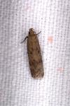 Pexicopia malvella