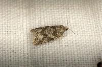 Cnephasia